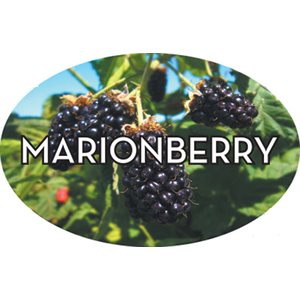 Label - Marionberry 4 Color Process 1.25x2 In. Oval 500/rl