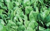 Commodity Leaf Spinach-10 lb.-6/Case