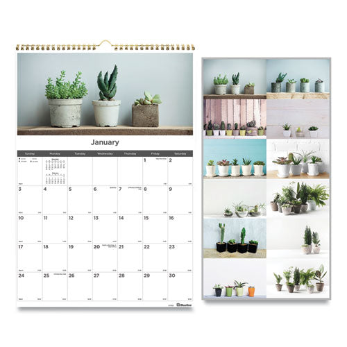 succulent calendar Blueline 12-Month Wall Calendar Succulent Plants Photography 12 x 17 White/Multicolor Sheets
