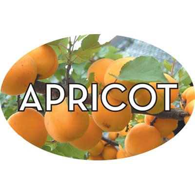 Label - Apricot 4 Color Process 1.25x2 In. Oval 500/rl