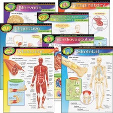 Trend The Human Body Chart Pack - Theme/Subject: Learning - 10-14 Year - 7 / Pack